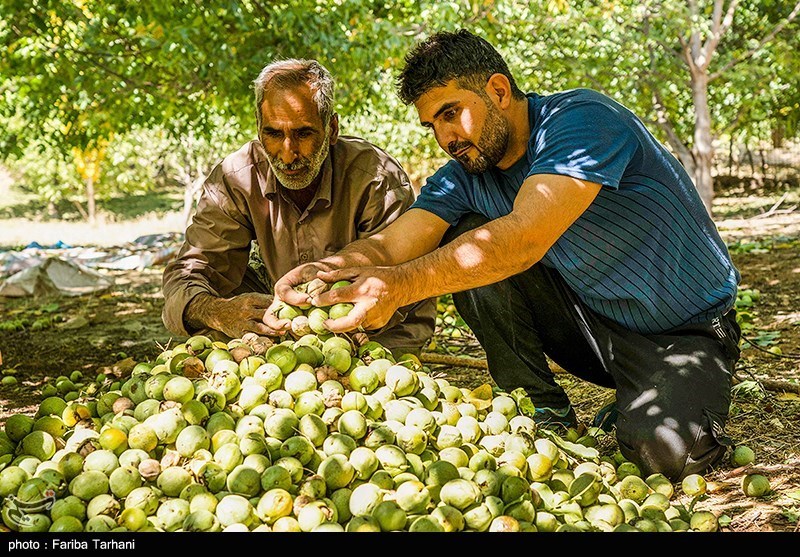 پیش‌بینی برداشت 1200 تن گردو از باغات «بیرانشهر» خرم‌آباد