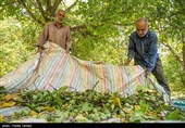 برداشت گردو از باغات کهگیلویه و بویراحمد آغاز شد+فیلم