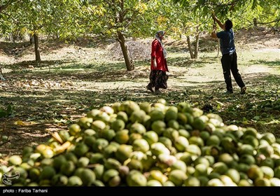 برداشت گردو از باغات گردوی شهر الشتر