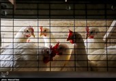 توزیع 40 تُن مرغ منجمد میان مددجویان تهرانی
