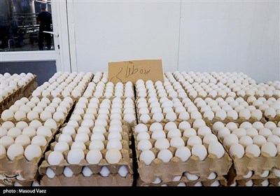  قیمت تخم‌مرغ پوسته‌سفید در میادین و بازارهای میوه و تره‌بار اعلام شد 