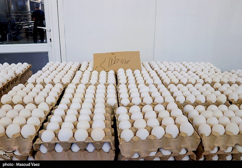 تولید 1200 تن تخم‌مرغ در استان بوشهر