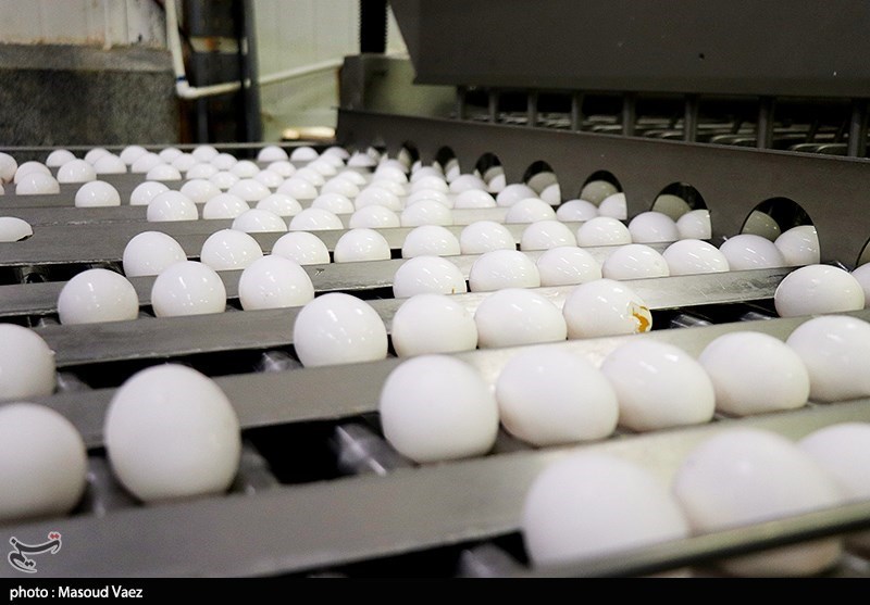 ظرفیت روزانه تولید تخم‌مرغ در کاشان 20 تُن افزایش یافت
