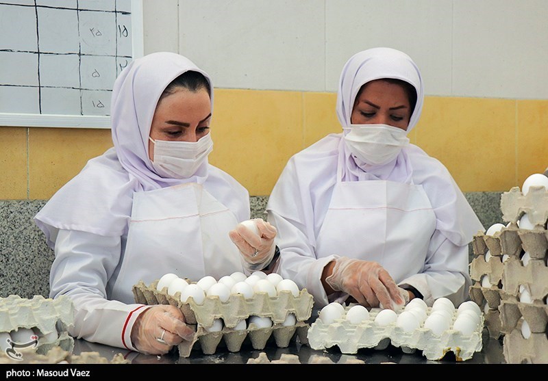 قیمت تخم مرغ در بازار مشهد 15 درصد بالاتر از نرخ مصوب است