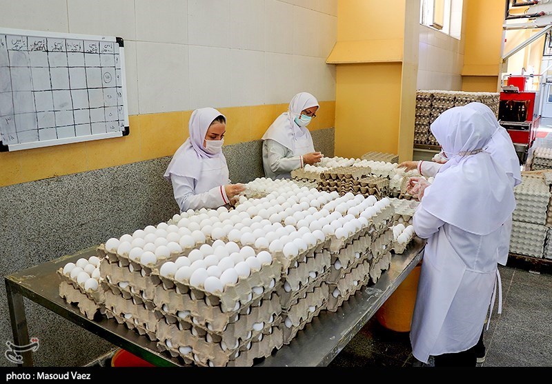 30 هزار تن تخم مرغ از ابتدای امسال صادر شد