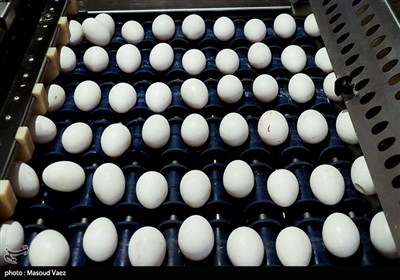  وزارت جهاد کشاورزی: فروش هرشانه تخم مرغ بالاتر از ۷۶ هزار تومان تخلف است 