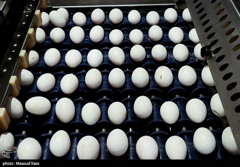 تولید 11 هزار تن تخم‌مرغ در استان لرستان