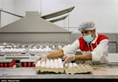 50درصد تولید تخم مرغ در خراسان رضوی مازاد است