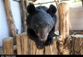 کشف 2 توله خرس سیاه بلوچی در اتوبوس! + تصاویر