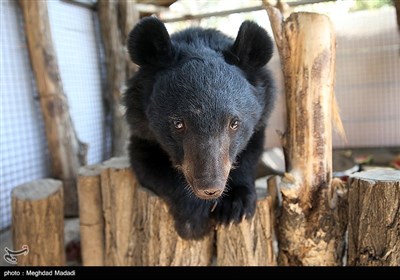 Iranian Black Bear Cub Saved from Poachers
