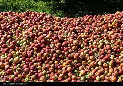 Growers Harvest Apples in Northwest Iran
