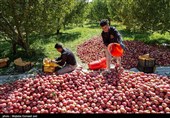 پیش‌بینی برداشت 40 هزار تن سیب از باغات شهرستان دنا