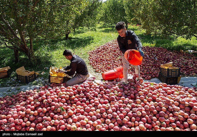 48 هزار تن سیب سالانه در بروجرد تولید می‌شود
