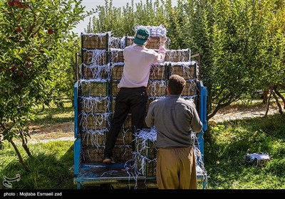 برداشت سیب از باغ های ارومیه