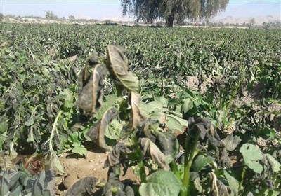  نفوذ هوای سرد به کشور؛ هشدار خسارت به محصولات کشاورزی ۱۳ استان 