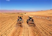 تولید 250 هزار تن سیب‌زمینی در استان چهارمحال و بختیاری