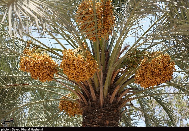 بخش عمده خرمای خاش به خارج از کشور صادر می‌شود