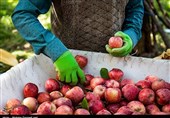 سیب نوروزی کشور توسط آذربایجان‌ غربی تامین می‌شود