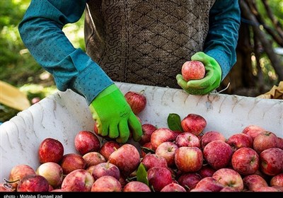  سیب نوروزی کشور توسط آذربایجان‌ غربی تامین می‌شود 