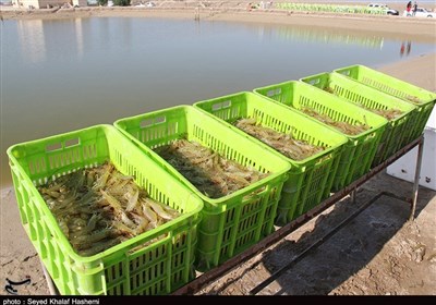 بیش از 90 درصد میگو پرورشی تولیدی استان بوشهر صادر می‌شود