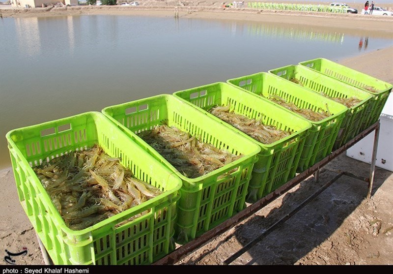 تولید میگو پرورشی در استان بوشهر به 33 هزار تن رسید