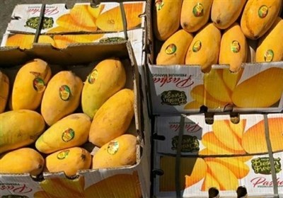 واردات،محصول،انبه،سفارش،ثبت