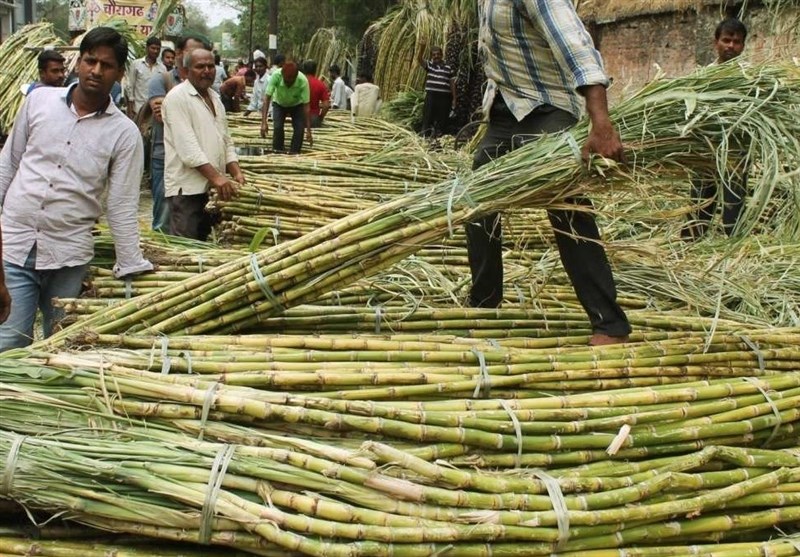 هند برای اولین بار طی 7 سال گذشته صادرات شکر را ممنوع می‌کند