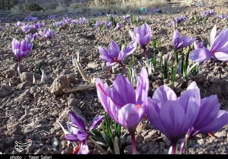 اعطای گواهینامه رسمی میراث کشاورزی به دو مزرعه ایرانی توسط فائو