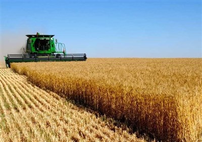  خرید ۷.۵ میلیون تن گندم از کشاورزان به ارزش ۸۳ هزار میلیارد تومان 