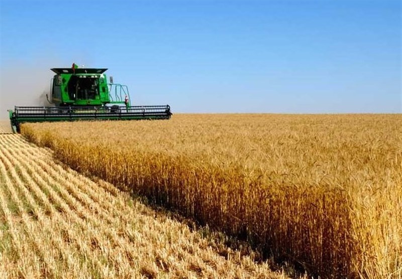 تولید گندم 25 درصد و ذخایر 40 درصد رشد کرد