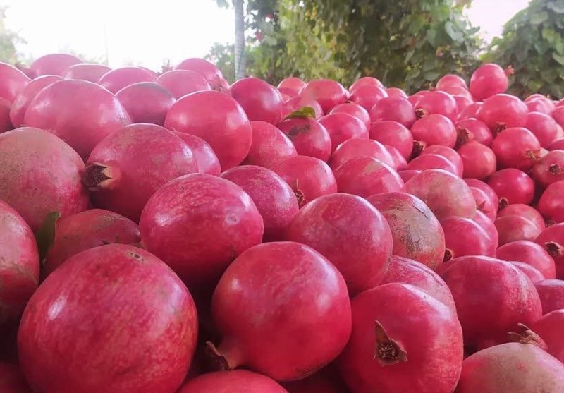 خرید ارزان‌ انار رمق تولید را از باغداران نطنزی گرفته است