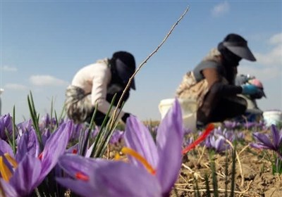  گشایش انبار زعفران با هدف با هدف انجام معاملات گواهی سپرده کالایی 