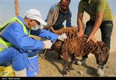 اعزام 54 اکیپ دامپزشکی جهت واکسیناسیون دام وطیور در مناطق محروم خوزستان