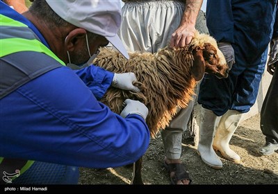 اعزام 54 اکیپ دامپزشکی جهت واکسیناسیون دام وطیور در مناطق محروم خوزستان