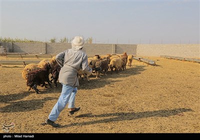 اعزام 54 اکیپ دامپزشکی جهت واکسیناسیون دام وطیور در مناطق محروم خوزستان