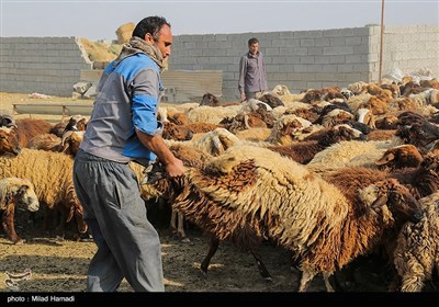 اعزام 54 اکیپ دامپزشکی جهت واکسیناسیون دام وطیور در مناطق محروم خوزستان