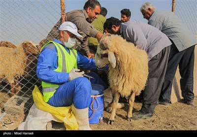 اعزام 54 اکیپ دامپزشکی جهت واکسیناسیون دام وطیور در مناطق محروم خوزستان