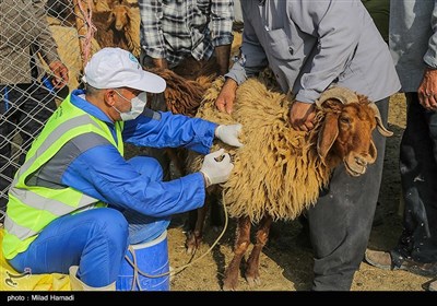 اعزام 54 اکیپ دامپزشکی جهت واکسیناسیون دام وطیور در مناطق محروم خوزستان