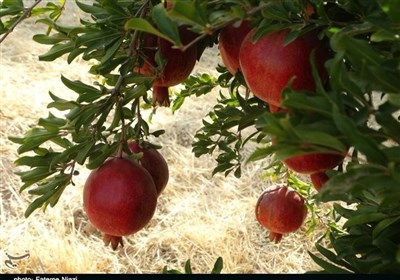 انار،كوهدشت،انارستان،جشنواره،سياب،لرستان،هكتار