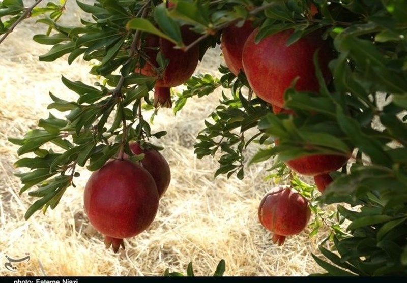 کوهدشت به عنوان قطب تولید انار و محصولات جانبی آن در کشور مطرح شود