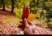 پاییز رنگارنگ جنگل لولمان اشکور گیلان