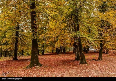 الخريف في جیلان شمال ايران 