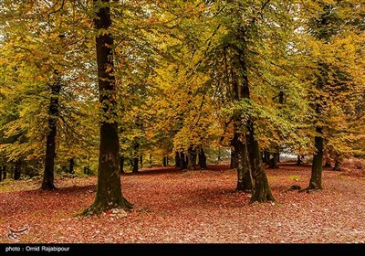 پاییز رنگارنگ جنگل لولمان اشکور گیلان