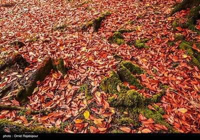 الخريف في جیلان شمال ايران 