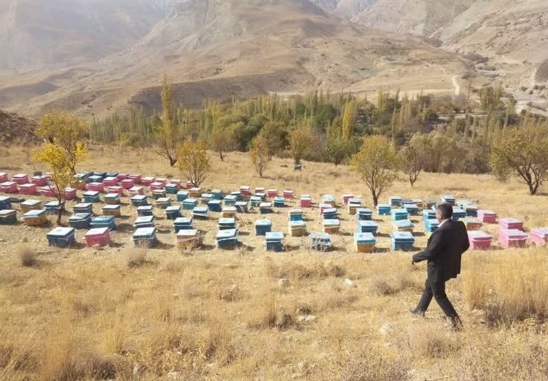 تولید 2.5 هزار تن عسل در چهارمحال و بختیاری