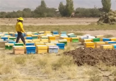 زنبور،عسل،نيشابور،شهرستان،محصولات،زنبورداران،كشاورزي،سطح،تول ...