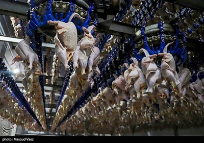 کشتارگاه صنعتی مرغ و طیور - مرند