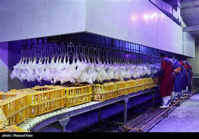 کشتارگاه صنعتی مرغ و طیور - مرند