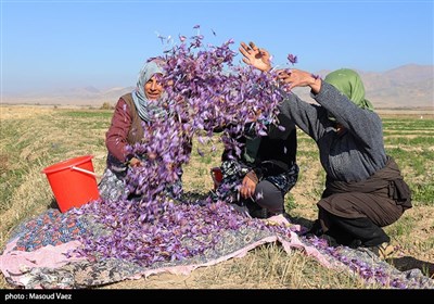 Farmers Harvest Saffron in Northwestern Iran