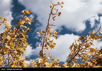 طبیعت پاییزی دره خان ارومیه